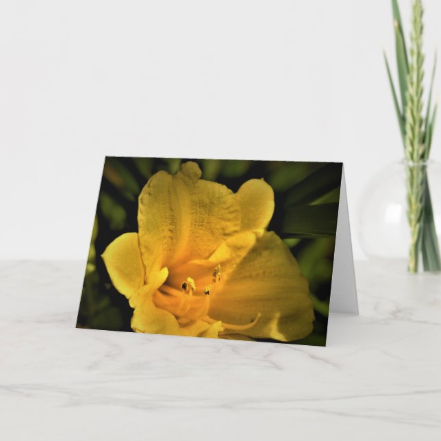 Lily, Karte (Vorderseite)