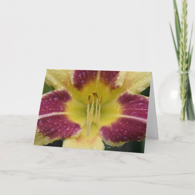 Lily, Karte (Vorderseite)