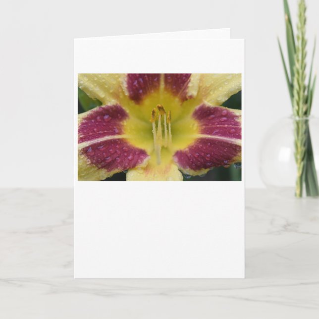 Lily, Karte (Vorderseite)