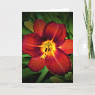 Lily, Karte