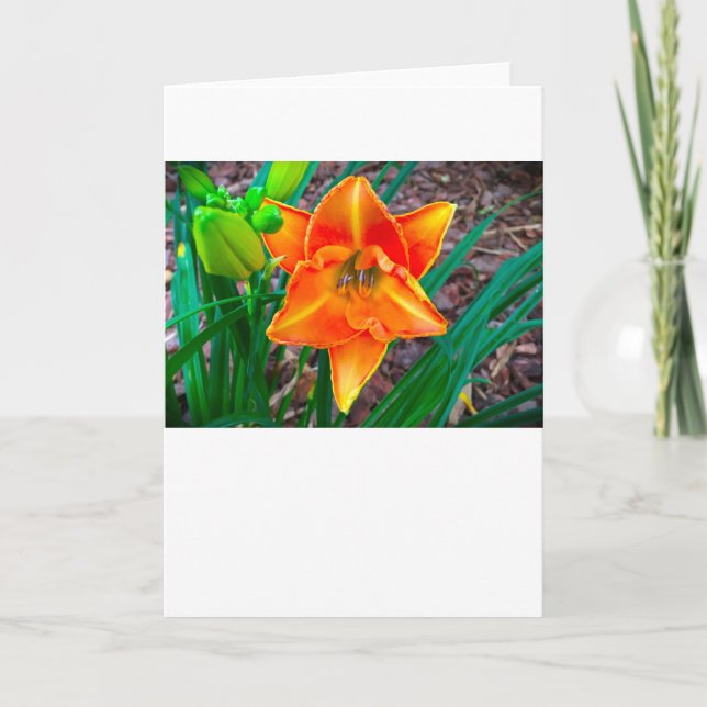 Lily, Karte (Vorderseite)