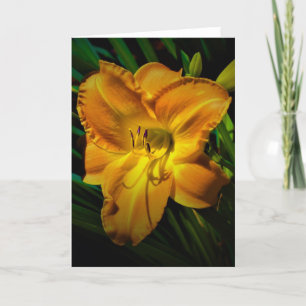Lily, Karte