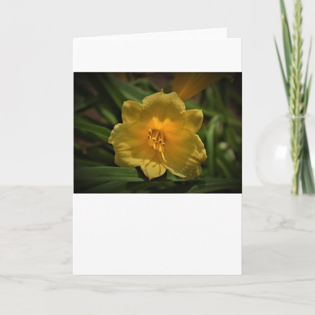 Lily, Karte (Vorderseite)