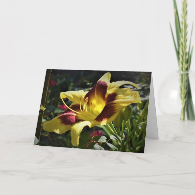 Lily, Karte (Vorderseite)