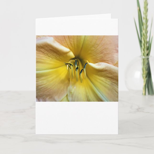 Lily, Karte (Vorderseite)