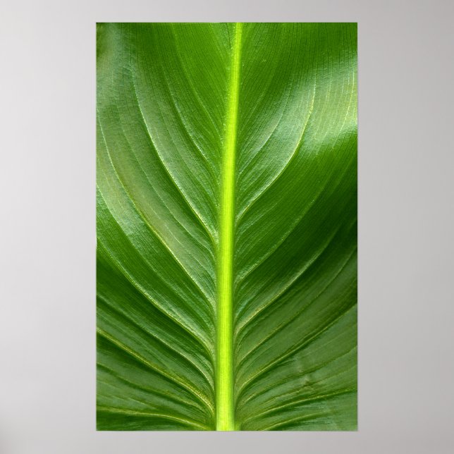 Lily Leaf Poster (Vorne)