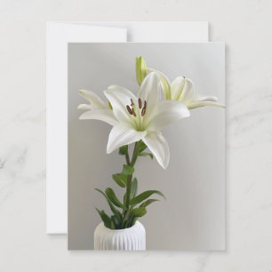 Lily Lullaby   Weiße einfache Blumenbemalung Postkarte