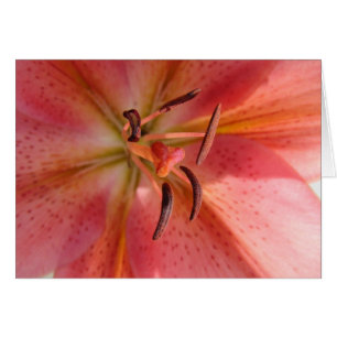 Lily Macro Blume Foto