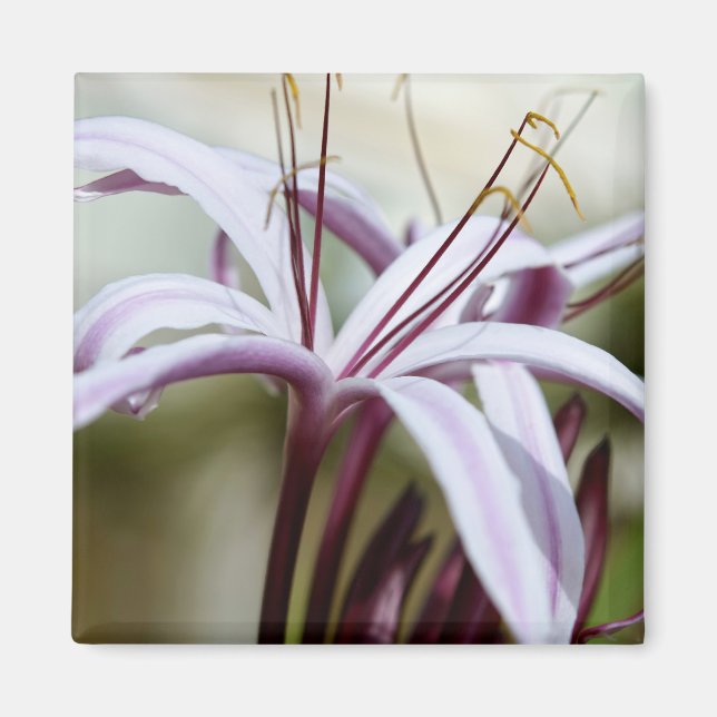 Lily Magnet (Vorne)