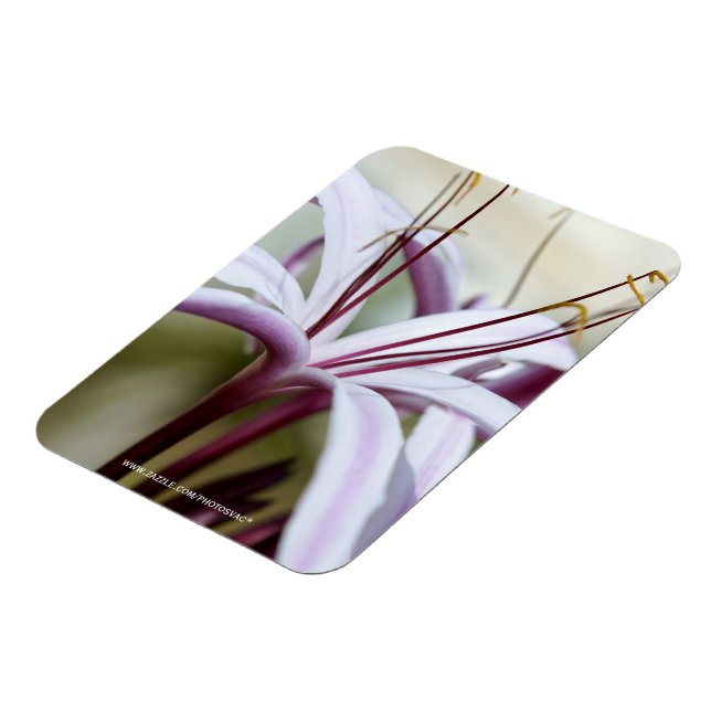 Lily Magnet (Linke Seite)