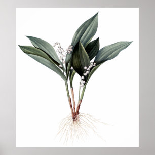 Lily of the Tal Premium botanischer Druck Poster
