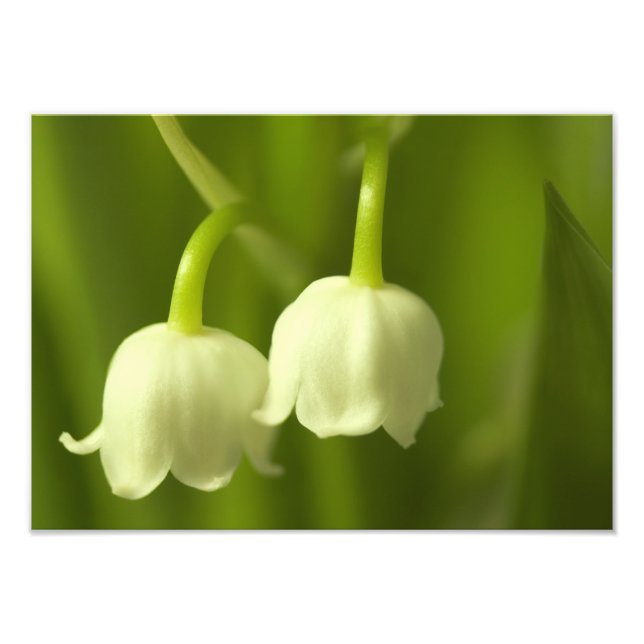 Lily of the Valley Blume Duo Fotodruck (Vorne)