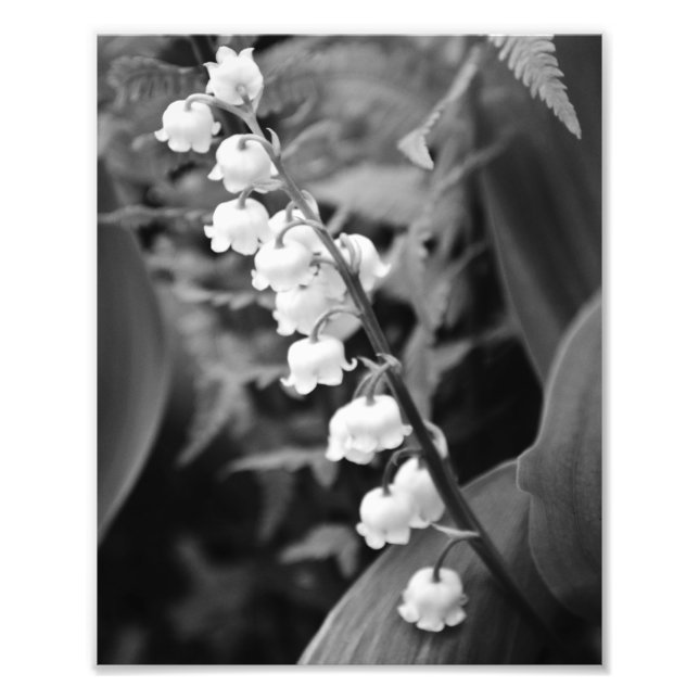 Lily of the Valley Fotodruck (Vorne)