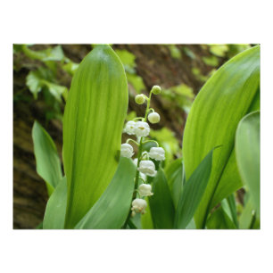 Lily of the Valley Fotodruck