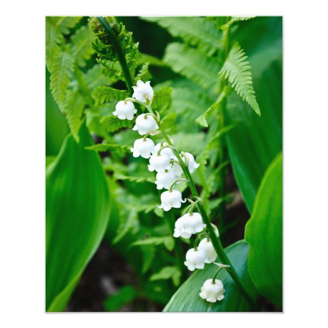Lily of the Valley Fotodruck (Vorne)