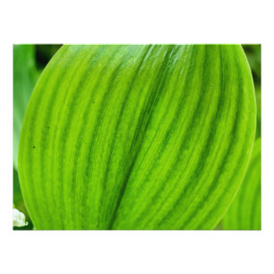 Lily of the Valley Fotodruck