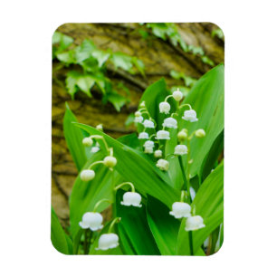 Lily of the Valley Magnet