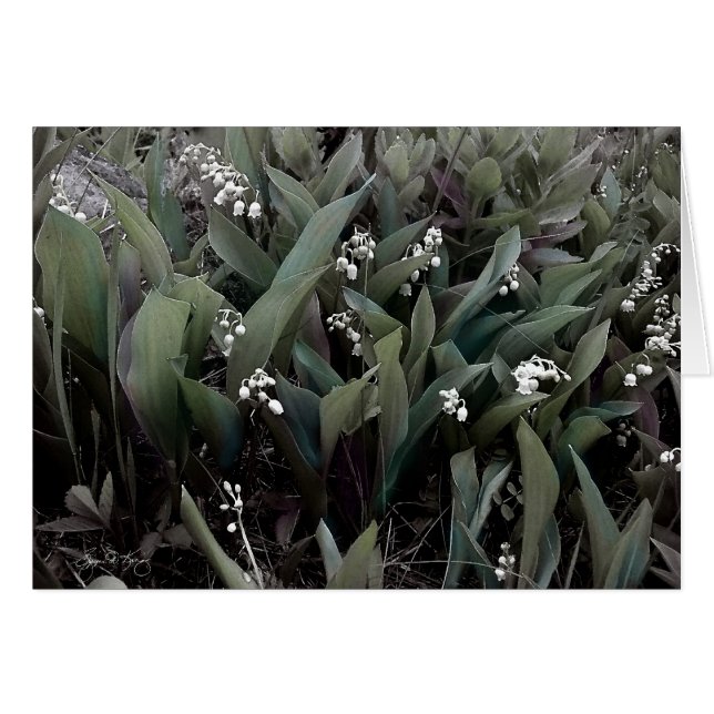 Lily of the Valley Mindscape 1 (Vorderseite (Horizontal))