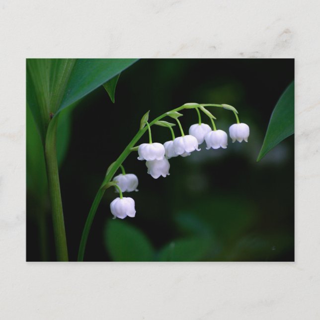Lily of the Valley Postcard Postkarte (Vorderseite)