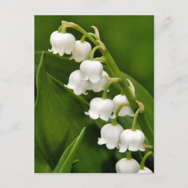 Lily of the Valley Postcard Postkarte (Vorderseite)