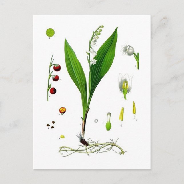 Lily of the Valley Postkarte (Vorderseite)