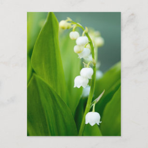 Lily of the Valley Postkarte