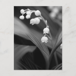 Lily of the Valley Postkarte