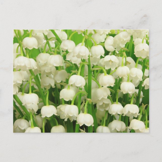 Lily of the Valley Spring Flowers Postkarte (Vorderseite)