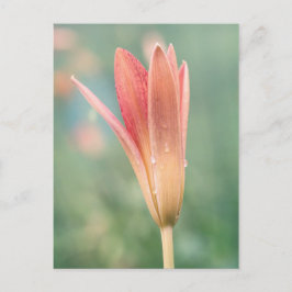 Lily öffnet am Taufe Postkarte