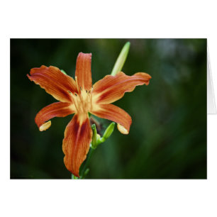 Lily P6588-Karte