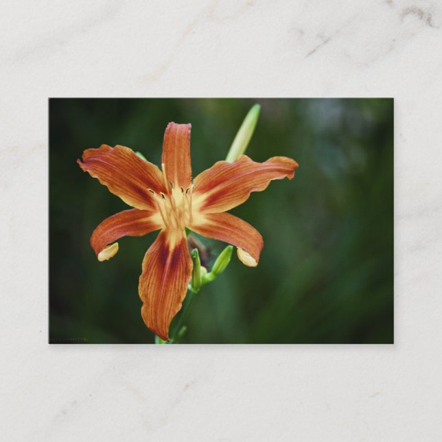 Lily P6588 Mini Print Visitenkarte (Vorderseite)