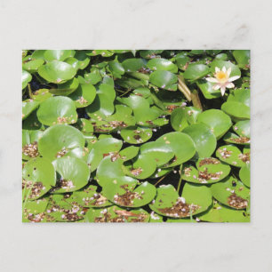Lily Pad # 1 Postkarte