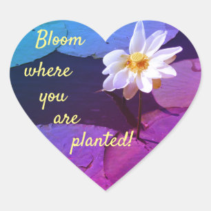 Lily Pad Blume "Bloom, wo Sie gepflanzt sind! Herz-Aufkleber