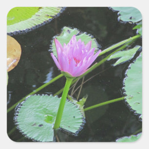 Lily Pad Bright Pink Water Lily Blume Bloom Quadratischer Aufkleber