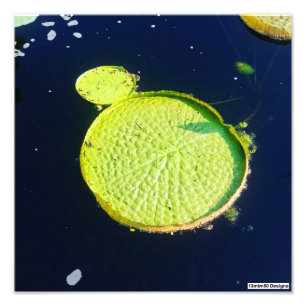 Lily Pad (Chicago) - Foto Print