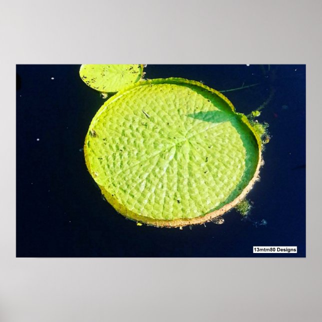 Lily Pad (Chicago) - Poster (Vorne)