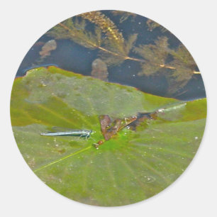 Lily Pad & Damselfly-Aufkleber Runder Aufkleber