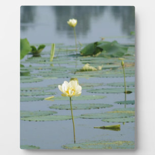 Lily Pad Fotoplatte