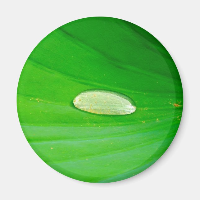 Lily Pad Magnet (Vorne)