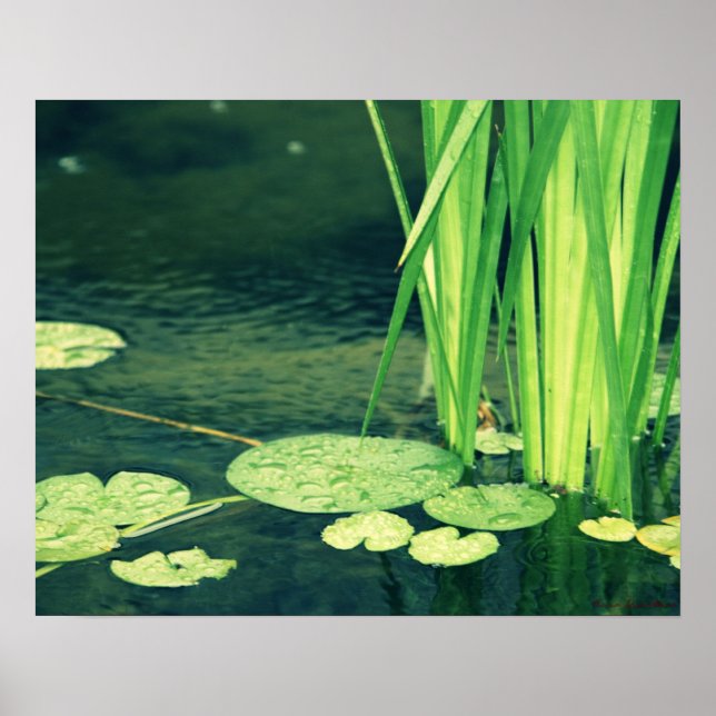 Lily Pad Pond Poster (Vorne)