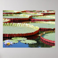 Lily Pad
