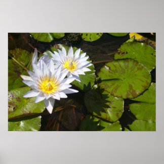 Lily Pad Print Poster