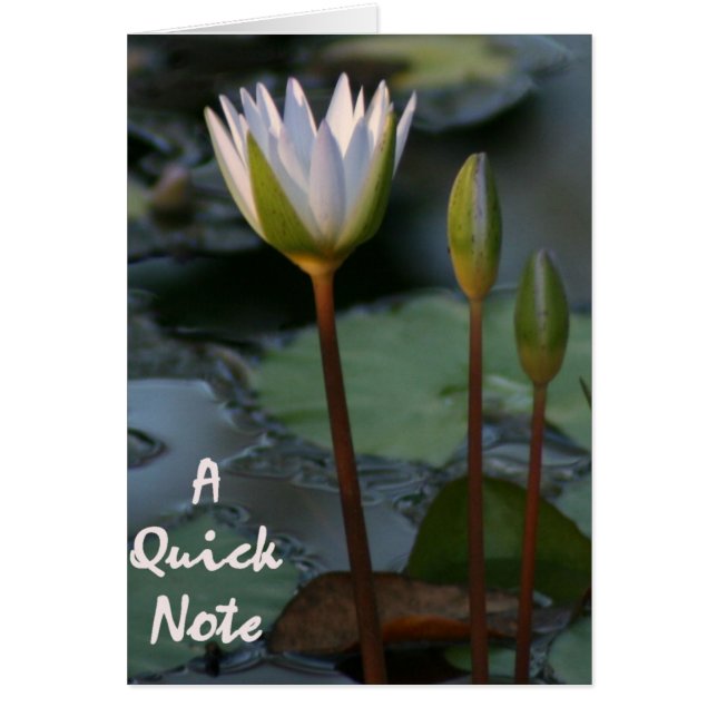 Lily Pad "Quick Note" (Vorne)
