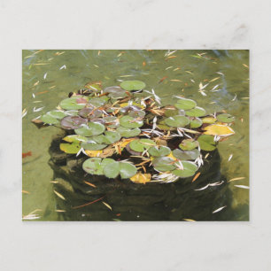 Lily Pads # 3 Postkarte