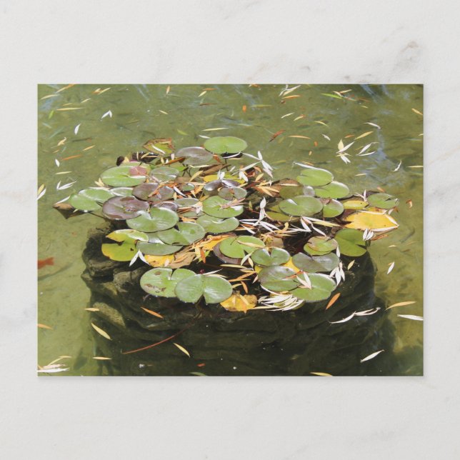 Lily Pads # 3 Postkarte (Vorderseite)