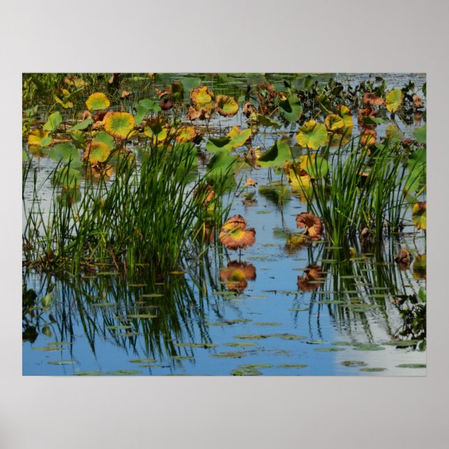 Lily Pads auf dem Mississippi River Fotografy Poster (Vorne)