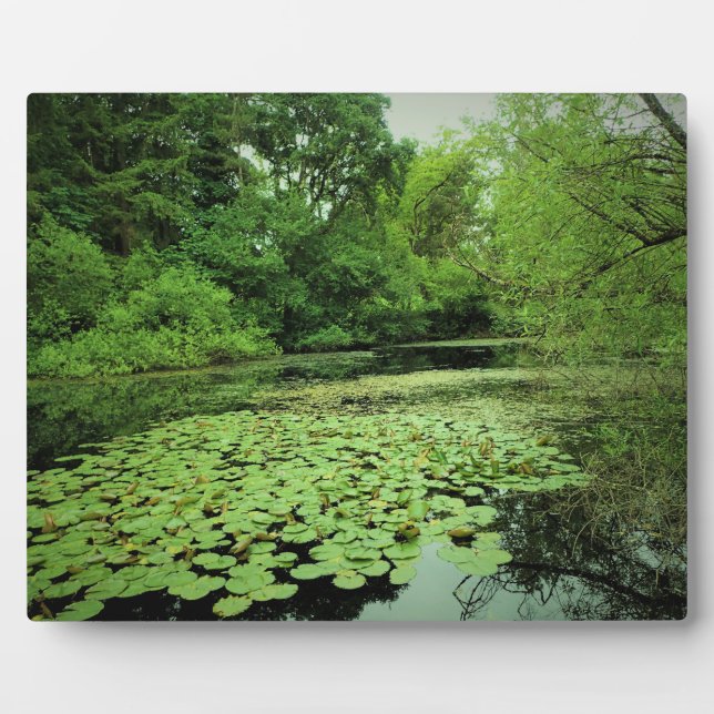 Lily Pads auf dem Teich Fotoplatte (Vorderseite)