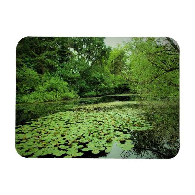 Lily Pads auf dem Teich Magnet (Horizontal)