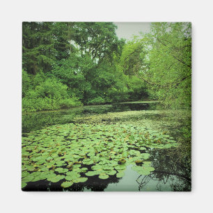 Lily Pads auf dem Teich Magnet