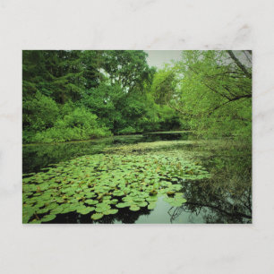 Lily Pads auf dem Teich Postkarte